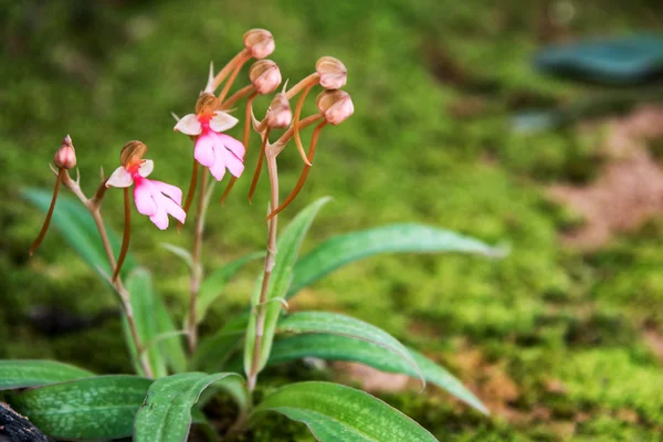 Habenaria virág. — Stock Fotó