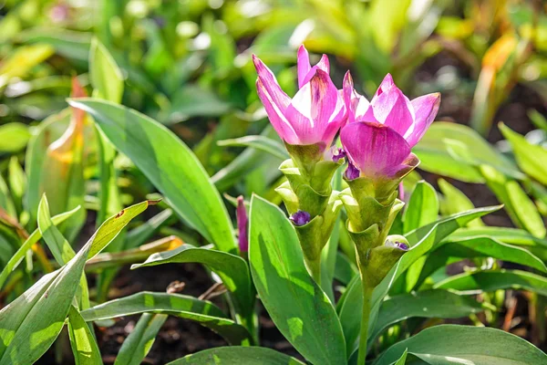 Curcuma alismatifolia. — Stock fotografie