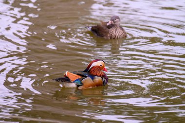Mandarin ördeği, Aix galericulata gölette yüzer. Doğadaki ördek..