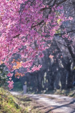 vahşi Himalaya kiraz çiçek.