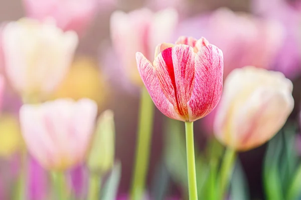 Pastely barva tulipánů. — Stock fotografie