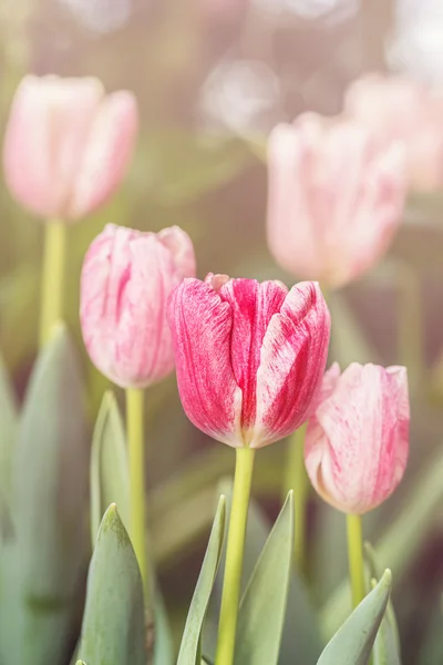 Pastelfarve på tulipaner . - Stock-foto