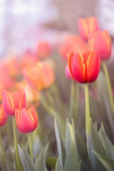 Pastelfarve på tulipaner . - Stock-foto