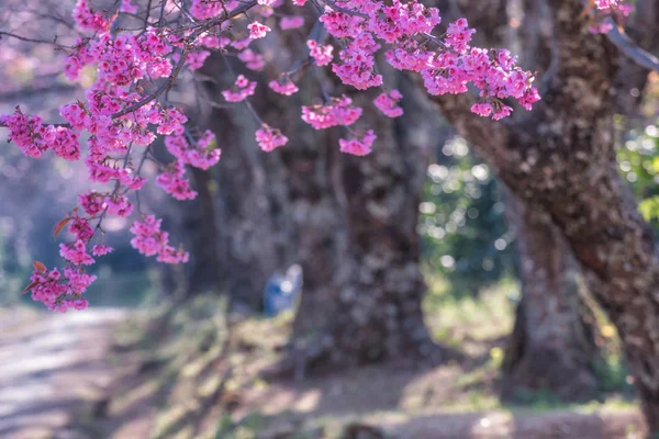 Wilde Himalaya-Kirschblüte. — Stockfoto