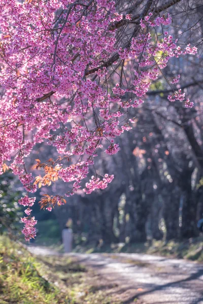 Wilde Himalaya-Kirschblüte. — Stockfoto