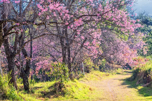 Wilde Himalaya-Kirschblüte. — Stockfoto