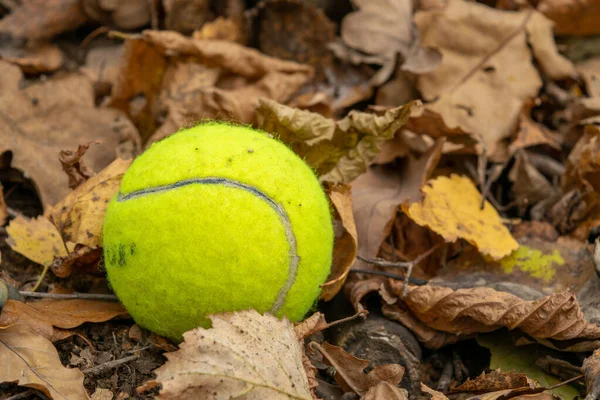 A tennis ball is lying on the fallen leaves