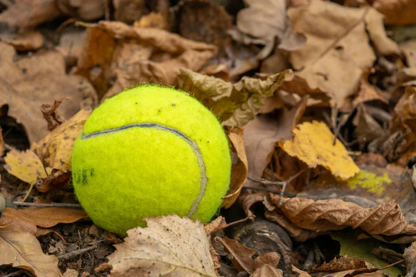 Ein Tennisball Liegt Auf Dem Herabgefallenen Laub Stockbild