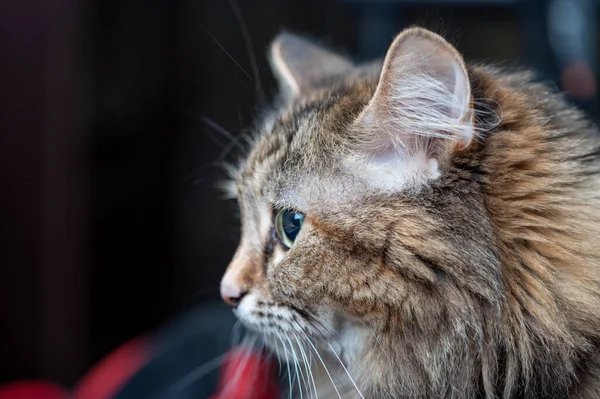 Πορτρέτο Μιας Νεαρής Πολύχρωμης Γάτας Κοντινό Πλάνο Κατοικίδιο — Φωτογραφία Αρχείου