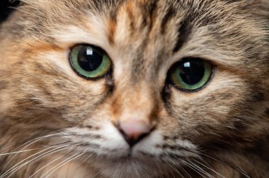 Çizgili bir kedi portresi. Evcil hayvan yakın çekimi