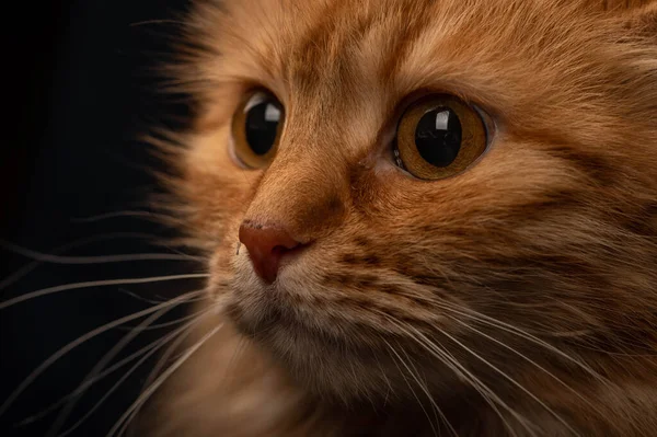 Κοντινό Πορτραίτο Μιας Εκπληκτικής Πολύχρωμης Γάτας Οικογενειακό Κατοικίδιο — Φωτογραφία Αρχείου