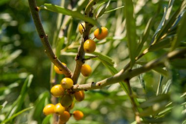 Mavi gökyüzüne karşı bir dalda olgun deniz dikenleri, yakın plan, seçici odak