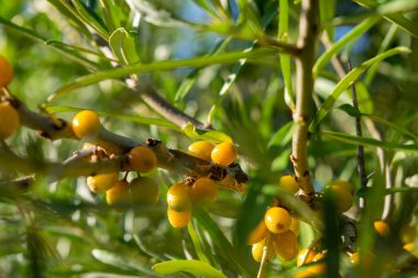 Mavi gökyüzüne karşı bir dalda olgun deniz dikenleri, yakın plan, seçici odak