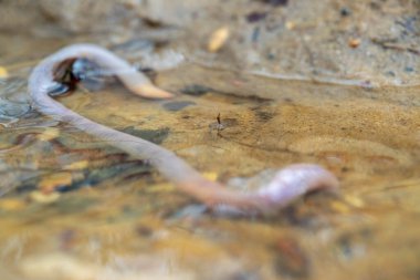 Solucan ve ilk bahar akıntısı, yakın çekim, seçici odaklanma