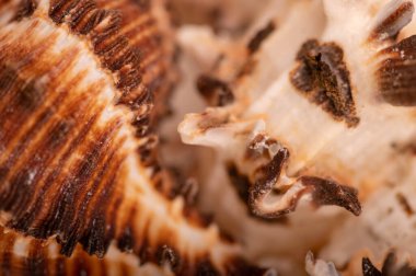 Deniz kabuğu yüzeyi dokusu, arkaplan resmi, yakın plan, seçici odak