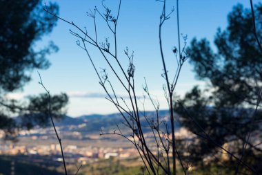 Arkadaki mavi gökyüzüne yakın bir çalılık. Bitki Akdeniz 'de kışın fotoğraflandı..