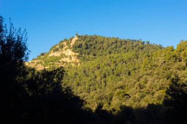 Yaşam ve sağlık dolu çam ağaçları, yeşil ağaçlarla dolu bir dağ manzarası. Collcerola Dağları, Barcelona şehri yakınlarında, Metropolitan Bölgesi 'nin akciğerleri..