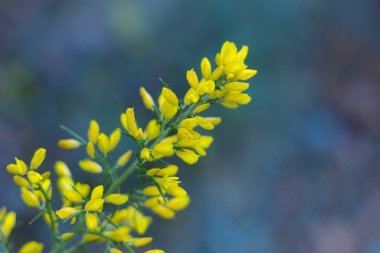 Collcerola 'nın Akdeniz dağlarındaki sarı dal. Ginesta, baharın gelişini gösteren sarı bir bitki..