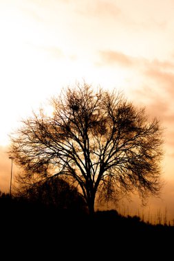 Kışın yapraksız bir ağacın silueti renkli gökyüzünün arka planına karşı. Kışın yapraksız dallar