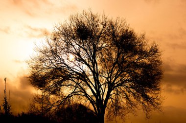 Kışın yapraksız bir ağacın silueti renkli gökyüzünün arka planına karşı. Kışın yapraksız dallar