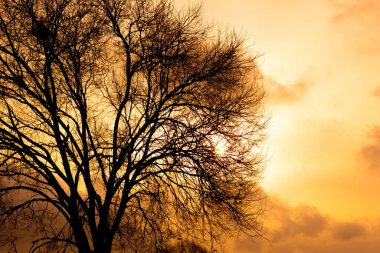 Kışın yapraksız bir ağacın silueti renkli gökyüzünün arka planına karşı. Kışın yapraksız dallar
