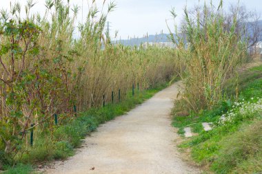 Nehir kamışları ve vahşi bitki örtüsüyle çevrili toprak yol. Kışın ıssız bir yol