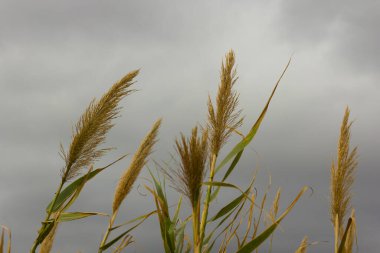 Kuru kamış tohumları - kamış, kuru kamış, çayırda kuru kamış - sonbaharda güzel doğa