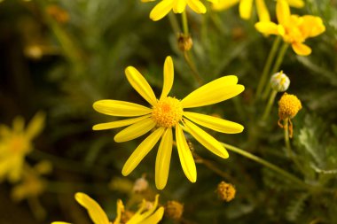 Sarı papatyalar, sarı çiçekler, sarı yapraklar ve yeşil saplar..