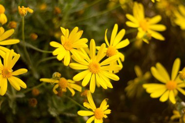 Sarı papatyalar, sarı çiçekler, sarı yapraklar ve yeşil saplar..