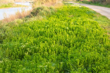 İlkbaharda ailemle yürüyüş yapmak için toprak bir yol.