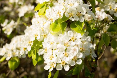 Akdeniz baharında mavi gökyüzünün arka planına karşı beyaz çiçekler. Ağacın çiçeği
