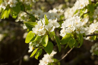 Akdeniz baharında mavi gökyüzünün arka planına karşı beyaz çiçekler. Ağacın çiçeği