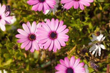 Tüm ihtişamıyla papatya gibi çiçekler, baharda çiçekler.. 