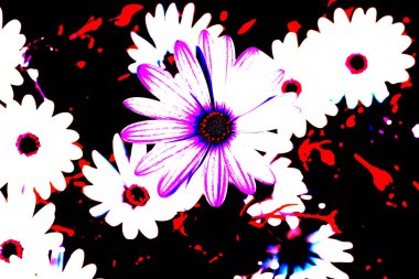 Tüm ihtişamıyla papatya gibi çiçekler, baharda çiçekler.. 