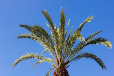 Mavi gökyüzü arka planında tropik palmiye ağacı; bir palmiye ağacının tepesi; bir şehrin ortasında ağaç. Tropik bölgelerde tatillere iyi sıcaklık ve açık gökyüzü eşlik ediyor..