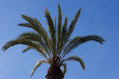 Mavi gökyüzü arka planında tropik palmiye ağacı; bir palmiye ağacının tepesi; bir şehrin ortasında ağaç. Tropik bölgelerde tatillere iyi sıcaklık ve açık gökyüzü eşlik ediyor..