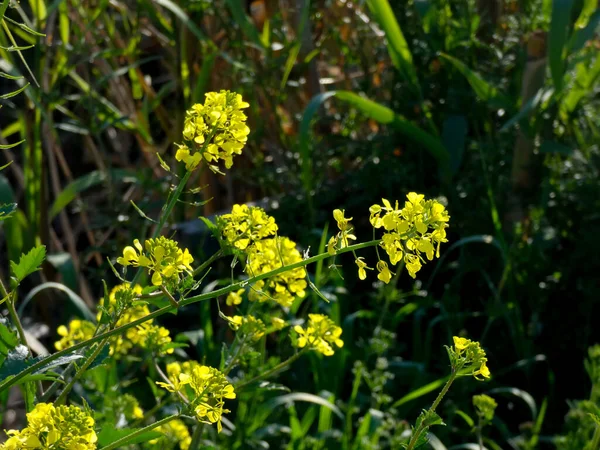 Fiori Campo Primaverili Nella Regione Mediterranea Della Catalogna Barcellona Spagna — Foto Stock