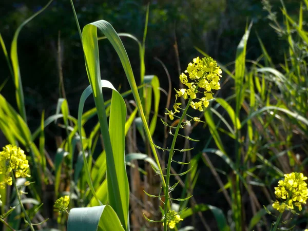 Frühling Wildblumen Der Mittelmeerregion Katalonien Barcelona Spanien — Stockfoto