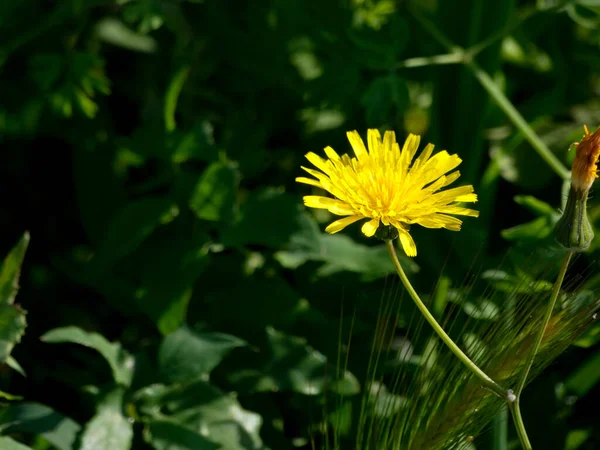 Flores Silvestres Primavera Região Mediterrânea Catalunha Barcelona Espanha — Fotografia de Stock