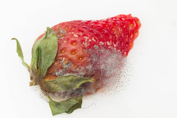 デザートとして消費するのに適していないカビで台無しにイチゴ 果物のメンテナンス不足による果実の型 — ストック写真