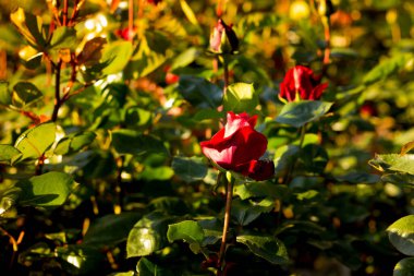 Akdeniz 'de baharda Barselona, Katalonya, İspanya' da bitkiler ve bitkiler.