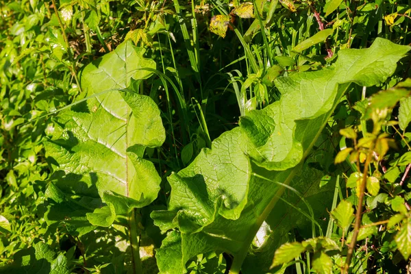 Zöld Levelek Tavasszal Intenzív Zöld Színű Természet Egészséges Levelek Kertben — Stock Fotó