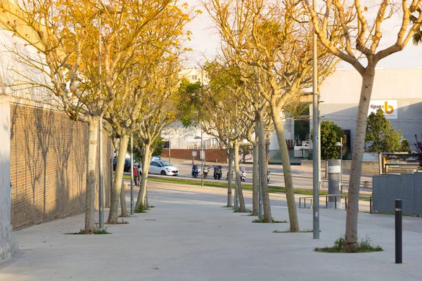 Urban promenade with trees on the sides; tree-lined promenade in the center of the city. Trees in the city on pedestrian street.