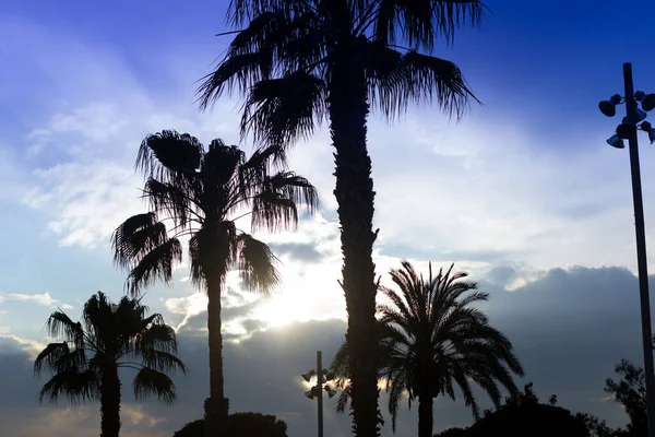 Palm trees at sunset, tropical scene with several palm trees; silhouettes of tropical trees against a background of reddish and blue sky at sunset.