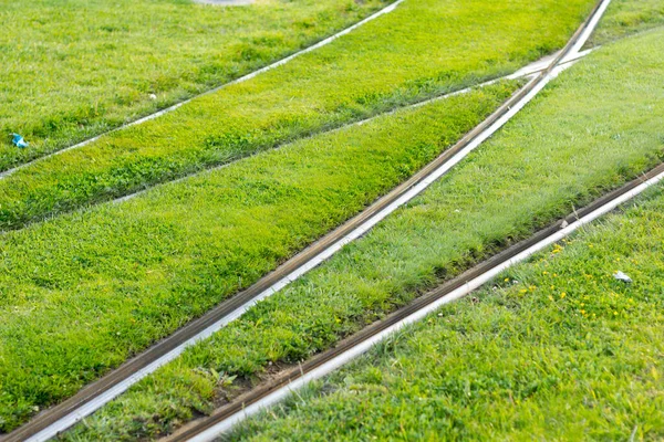 Rails on urban tramway grass; Metallic tracks on which the electric tramway runs. Rail where the public tramway passes.