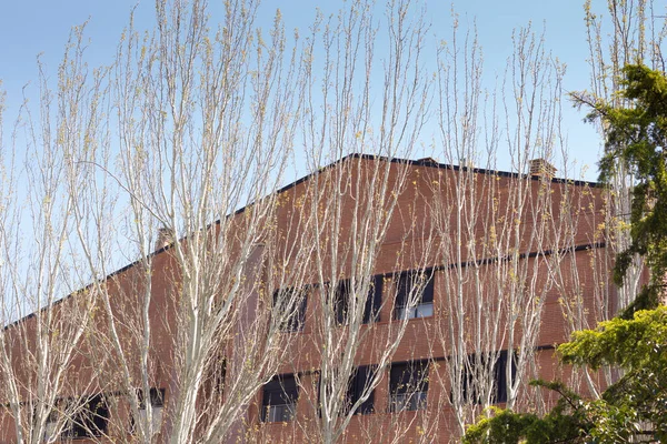 Árvores Inverno Com Folhas Caducas Perenes Solidão Das Árvores Estação — Fotografia de Stock