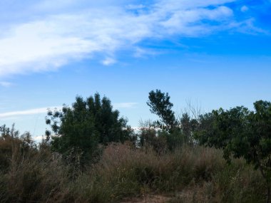 Baix Llobregat bölgesinin Baix Llobregat bölgesinde baharda mavi gökyüzünde Akdeniz bitkisi, Katalonya, İspanya.