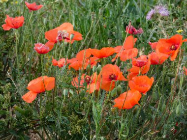 Bahar mevsiminde Gelincikler, Barcelona, Katalonya, İspanya 'da çekildi. Yaprakları kırmızı olan çiçek..