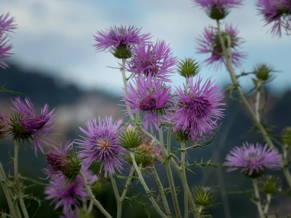 Distel Bloem Aan Rand Van Een Weg Buurt Van Rivier — Stockfoto