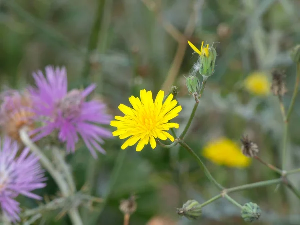 春に地中海地域で野生の花を咲かせます Llobregat川の近くに様々な花の春の色 — ストック写真